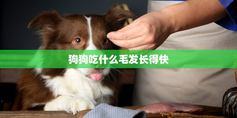 狗狗吃什么毛发长得快