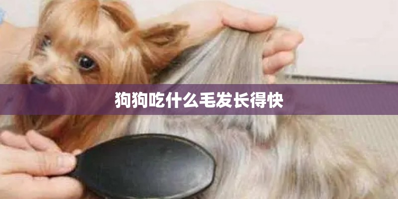 狗狗吃什么毛发长得快