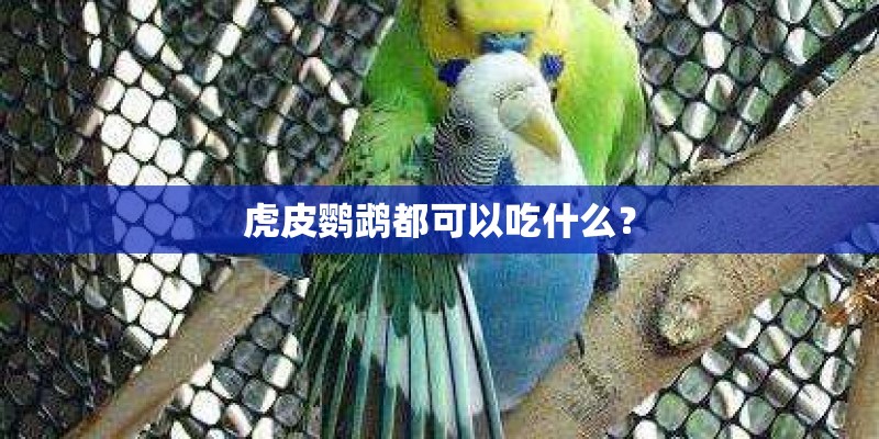 虎皮鹦鹉都可以吃什么？