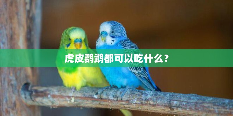 虎皮鹦鹉都可以吃什么？