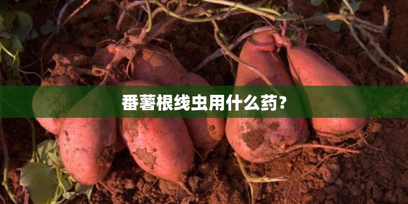 番薯根线虫用什么药？
