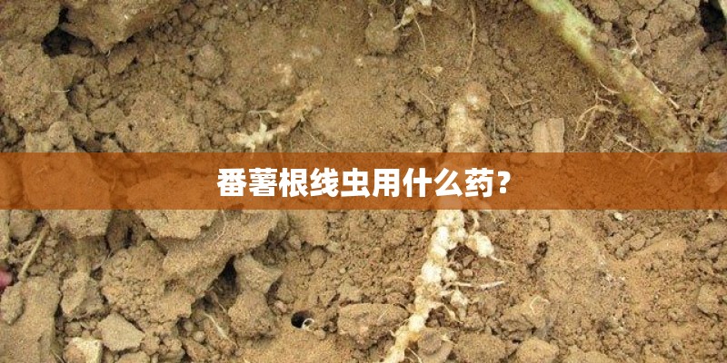 番薯根线虫用什么药？