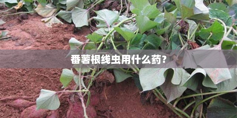 番薯根线虫用什么药？