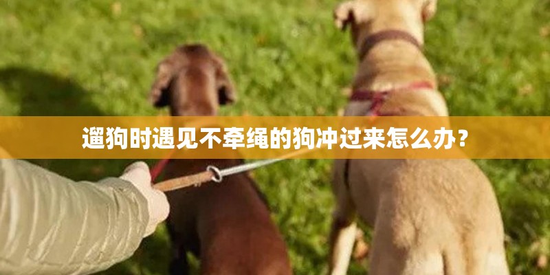 遛狗时遇见不牵绳的狗冲过来怎么办？