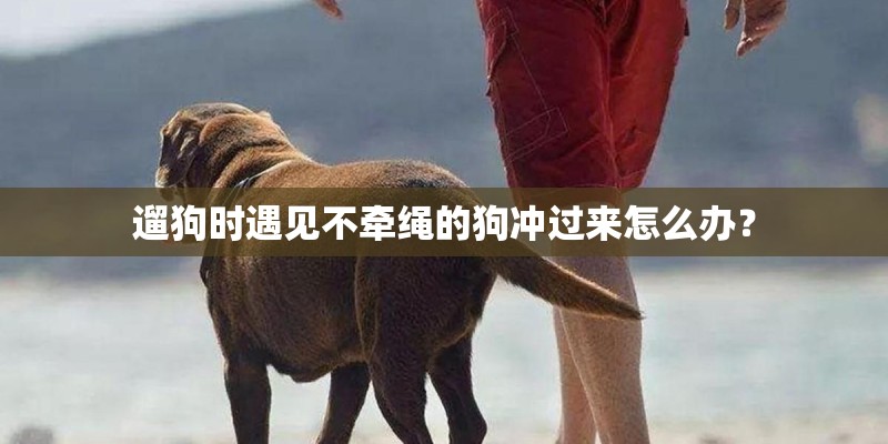 遛狗时遇见不牵绳的狗冲过来怎么办？