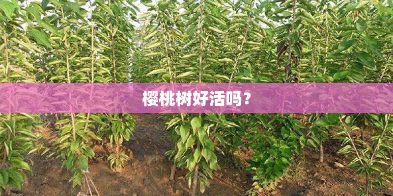 樱桃树好活吗？