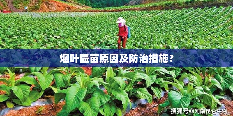 烟叶僵苗原因及防治措施？