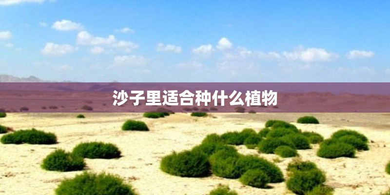 沙子里适合种什么植物