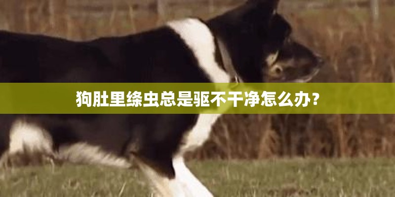 狗肚里绦虫总是驱不干净怎么办？