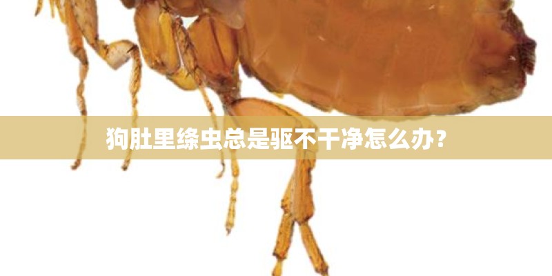 狗肚里绦虫总是驱不干净怎么办？