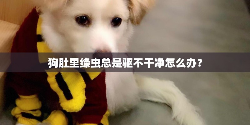 狗肚里绦虫总是驱不干净怎么办？