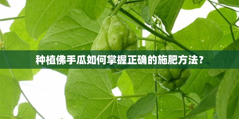 种植佛手瓜如何掌握正确的施肥方法？