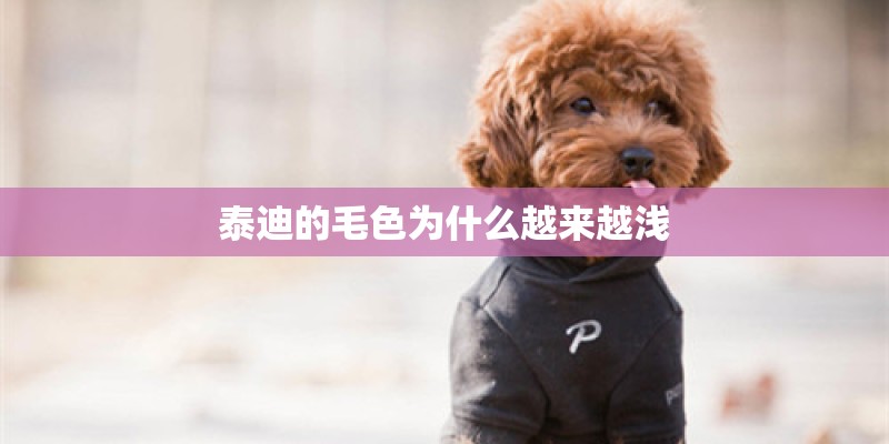 泰迪的毛色为什么越来越浅