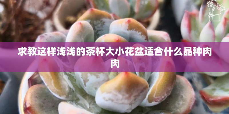 求教这样浅浅的茶杯大小花盆适合什么品种肉肉