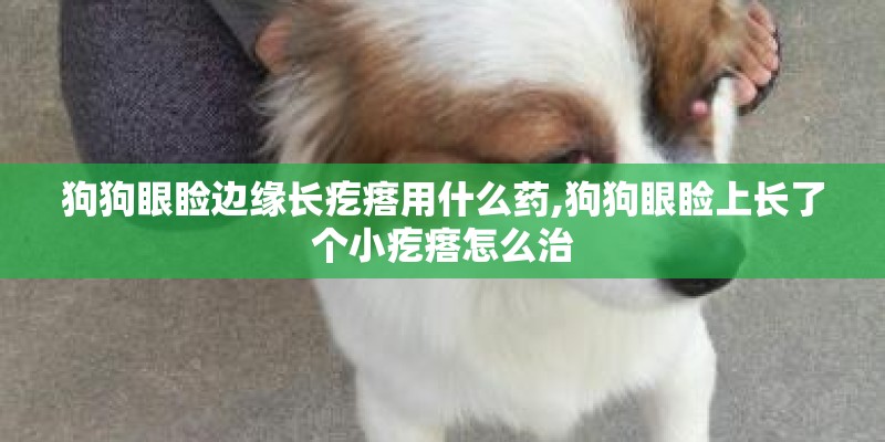 狗狗眼睑边缘长疙瘩用什么药,狗狗眼睑上长了个小疙瘩怎么治