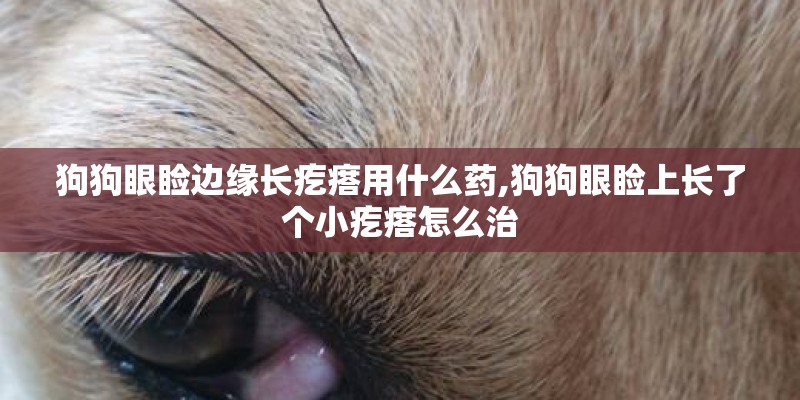 狗狗眼睑边缘长疙瘩用什么药,狗狗眼睑上长了个小疙瘩怎么治