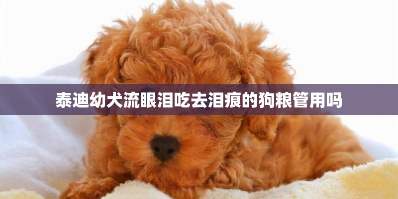泰迪幼犬流眼泪吃去泪痕的狗粮管用吗