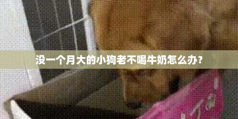 没一个月大的小狗老不喝牛奶怎么办？