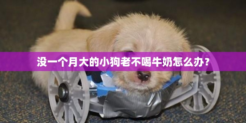 没一个月大的小狗老不喝牛奶怎么办？