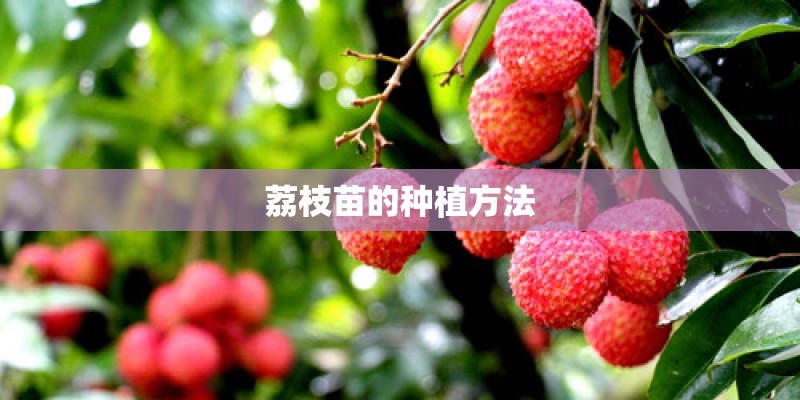 荔枝苗的种植方法