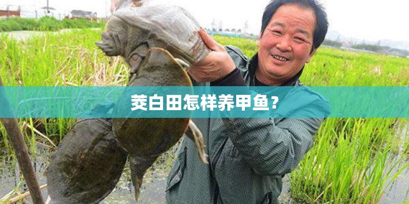 茭白田怎样养甲鱼？