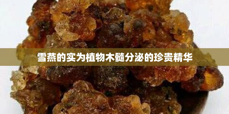 雪燕的实为植物木髓分泌的珍贵精华