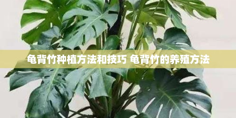 龟背竹种植方法和技巧 龟背竹的养殖方法