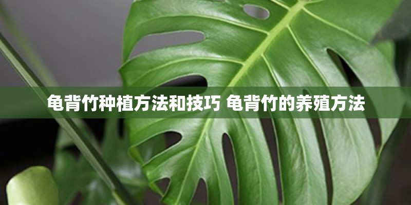 龟背竹种植方法和技巧 龟背竹的养殖方法