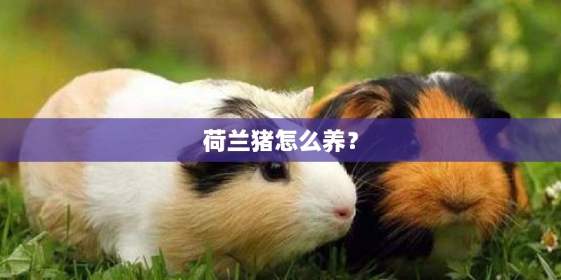荷兰猪怎么养？
