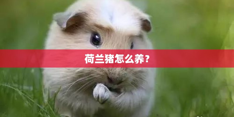 荷兰猪怎么养? 荷兰猪怎么养?