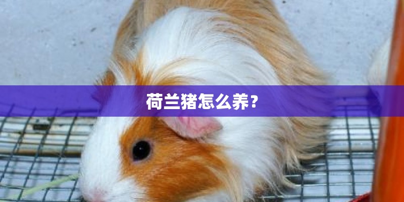 荷兰猪怎么养? 荷兰猪怎么养?