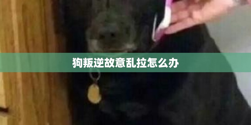 狗叛逆故意乱拉怎么办