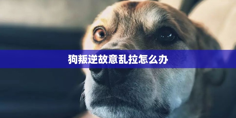 狗叛逆故意乱拉怎么办