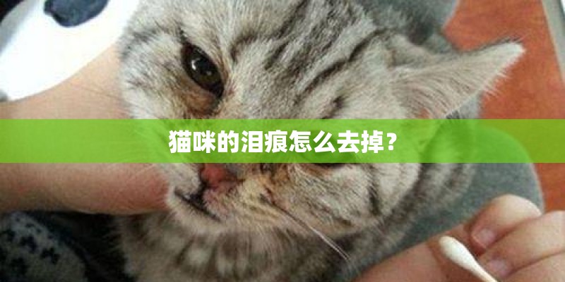 猫咪的泪痕怎么去掉？