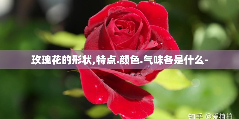 玫瑰花的形状,特点.颜色.气味各是什么-