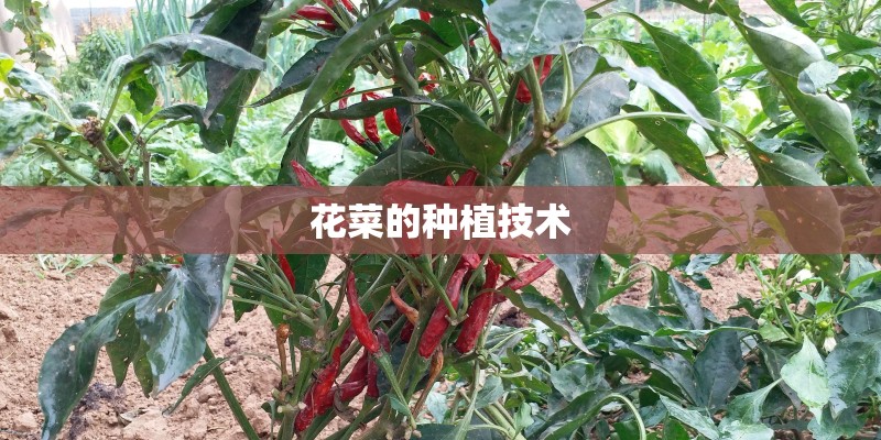 花菜的种植技术