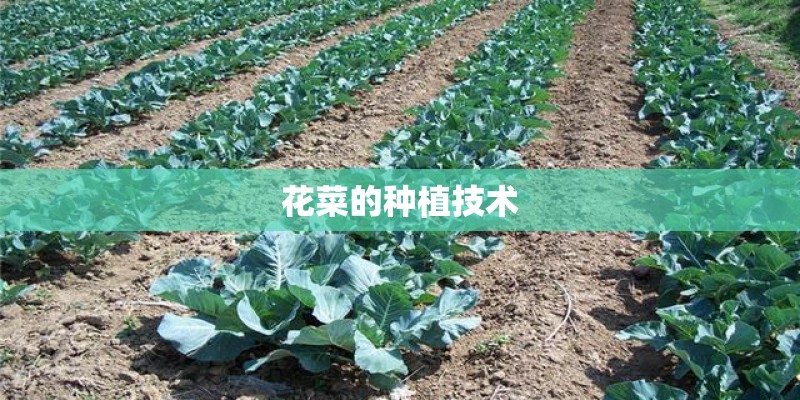 花菜的种植技术