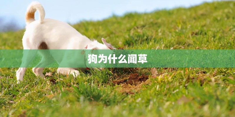 狗为什么闻草