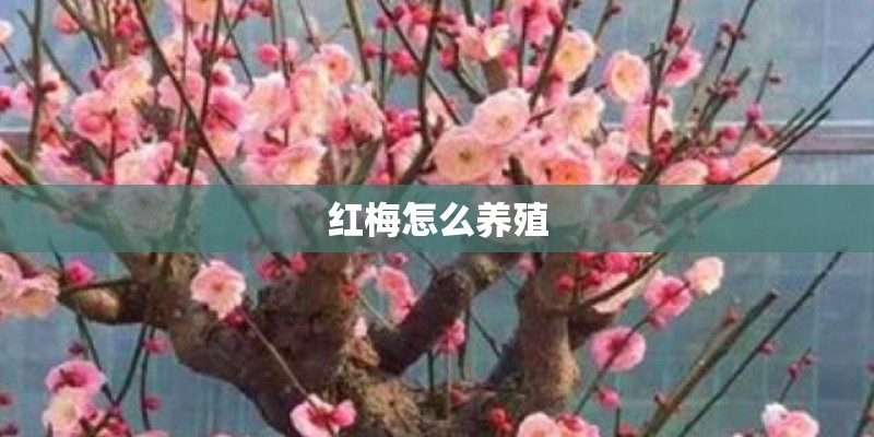 红梅怎么养殖
