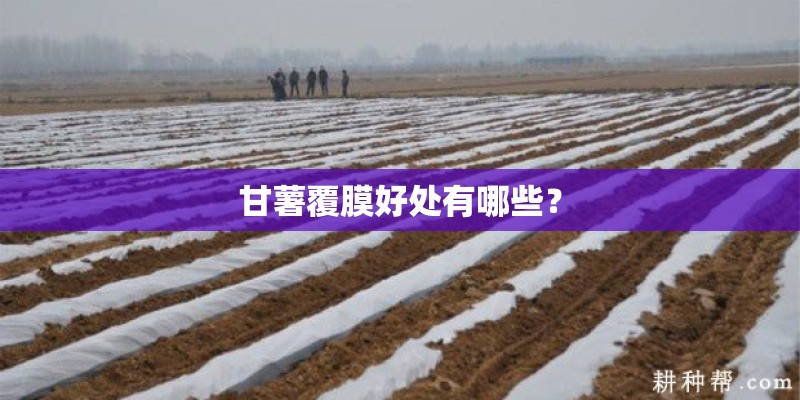 甘薯覆膜好处有哪些？