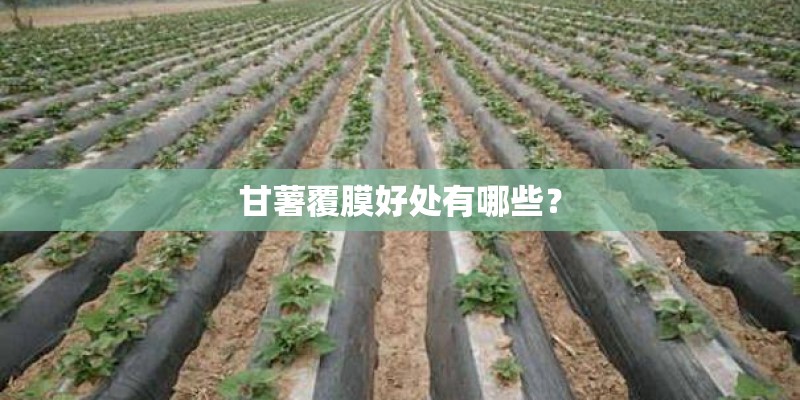 甘薯覆膜好处有哪些？