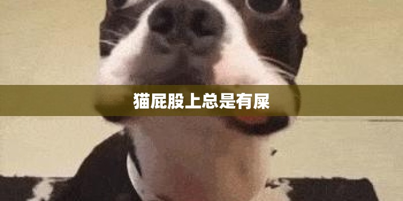 猫屁股上总是有屎
