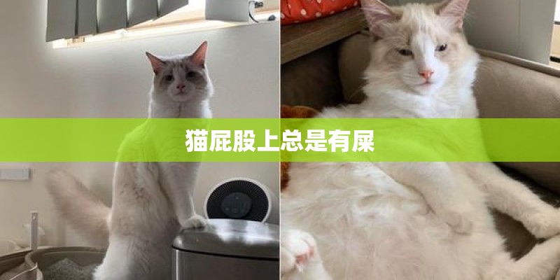 猫屁股上总是有屎