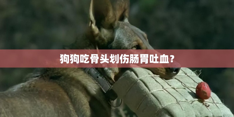 狗狗吃骨头划伤肠胃吐血？