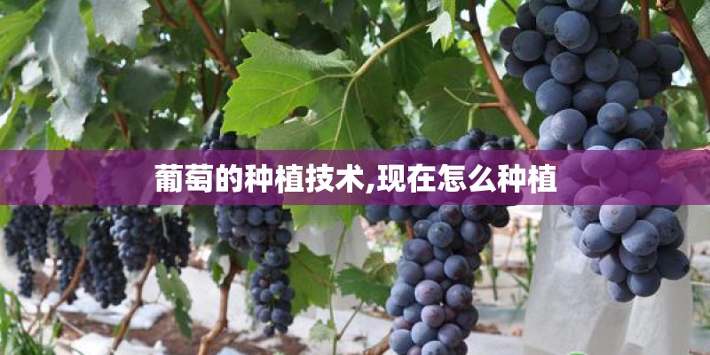 葡萄的种植技术,现在怎么种植
