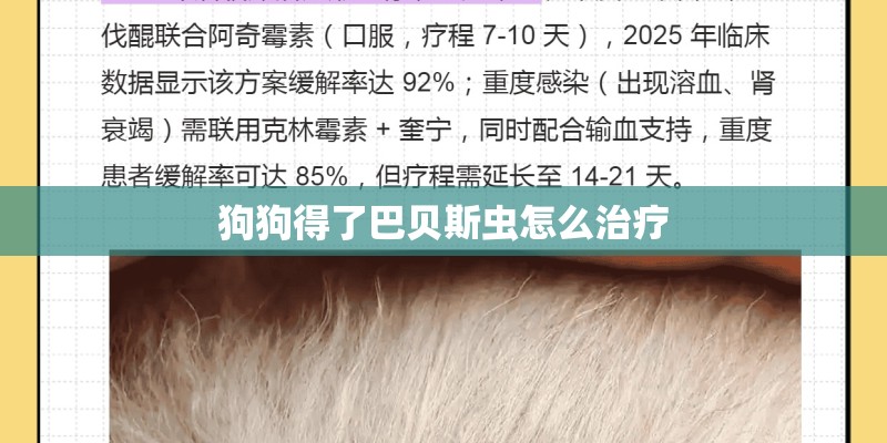狗狗得了巴贝斯虫怎么治疗 狗狗得了巴贝斯虫怎么治疗