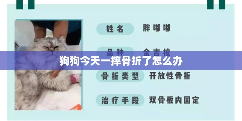 狗狗今天一摔骨折了怎么办