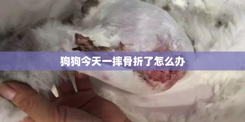 狗狗今天一摔骨折了怎么办