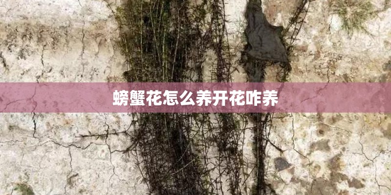 螃蟹花怎么养开花咋养