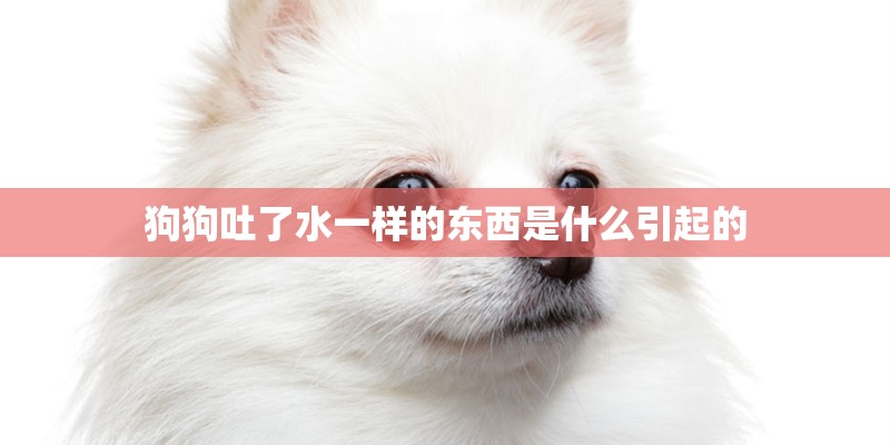 狗狗吐了水一样的东西是什么引起的